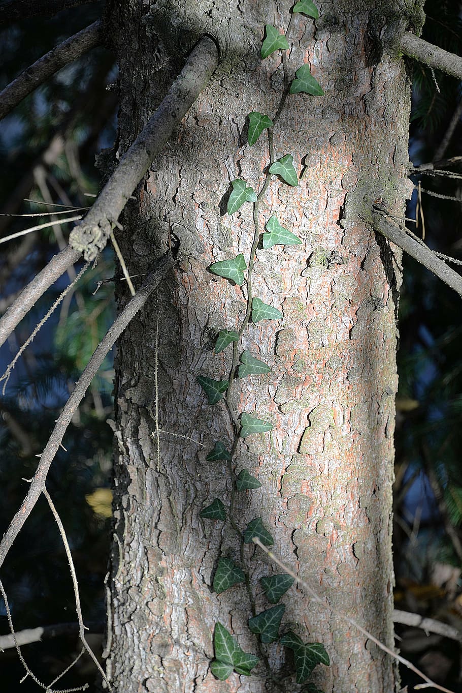 ivy, ranke, tree, climber, log, tree bark, tree trunk, plant HD wallpaper