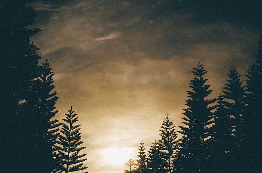 silhouette of trees under gray clouds, silhouette of pine trees during sunset HD wallpaper
