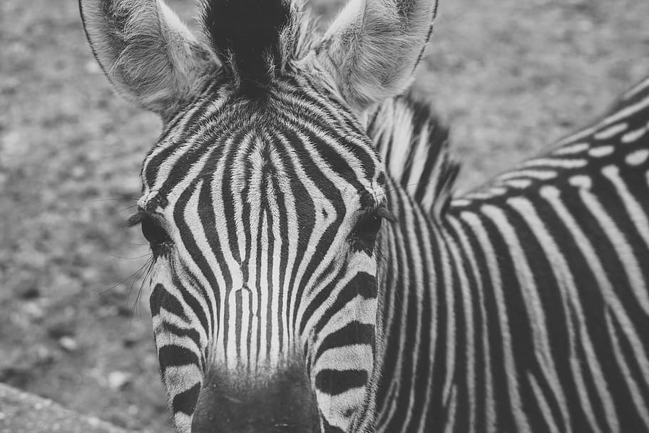 Zebra, Captivity, Black And White, stripes, wildlife photography HD wallpaper
