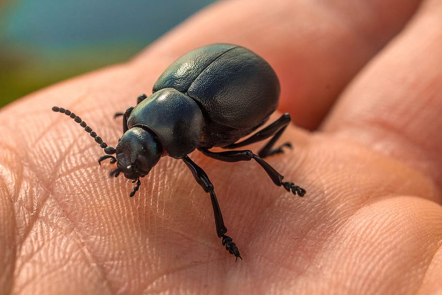 chrobak, priroda, hand, bedbugs, insects, manual, human body part HD wallpaper