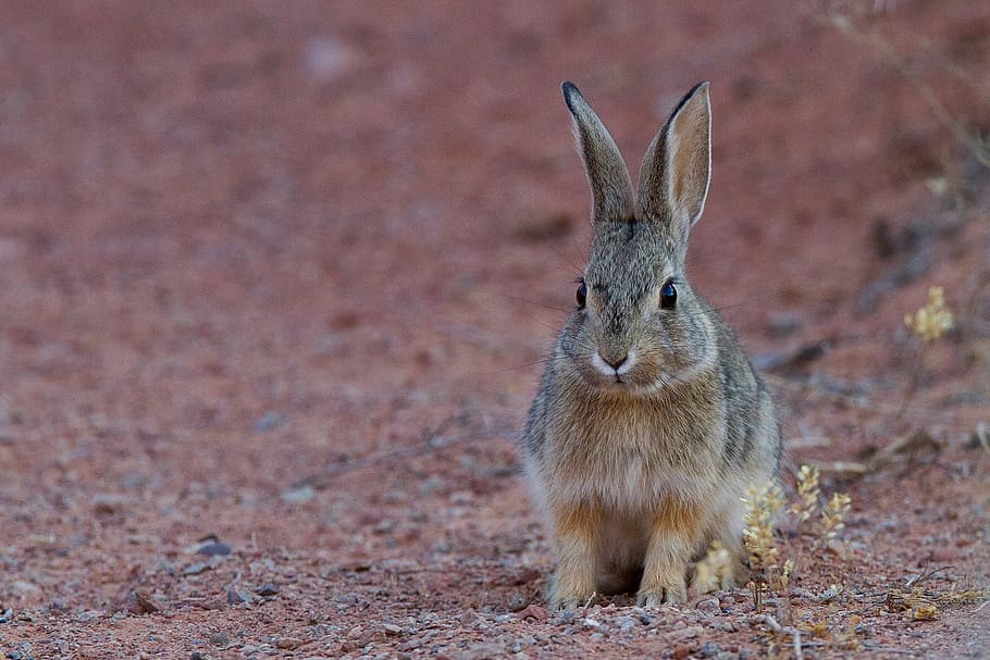 black and brown rabbit standing on brown ground, desert cottontail, HD wallpaper