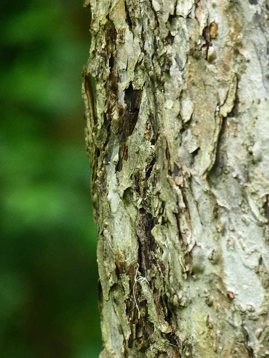 Bark, Apple Tree, Tribe, fruit tree, tree trunk, textured, close-up HD wallpaper