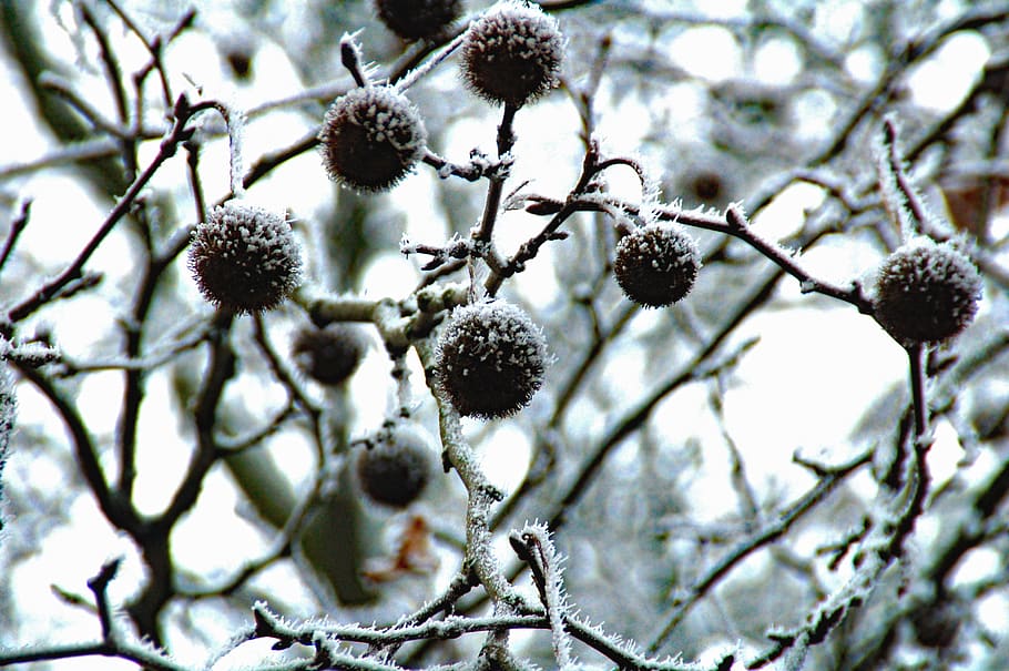 tree, branches, bulbs, black, white, winter, snow, plant, cold temperature HD wallpaper