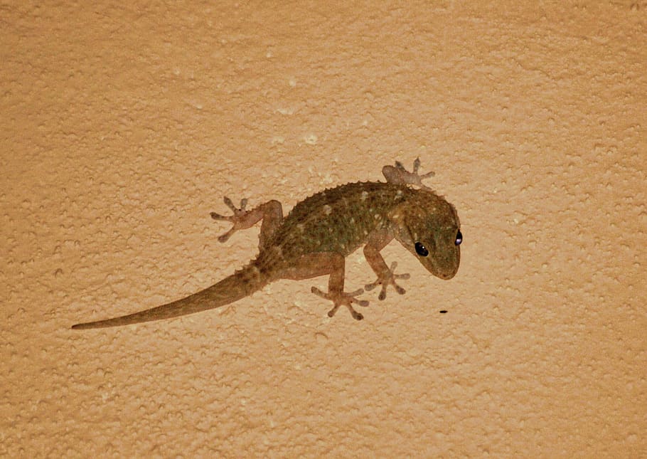 Gecko, Lizard, Animal, animal wildlife, one animal, animals in the wild HD wallpaper