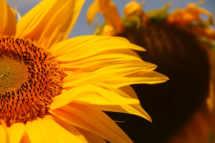 sun flower, yellow, close, sunflower, nature, plant, summer HD wallpaper