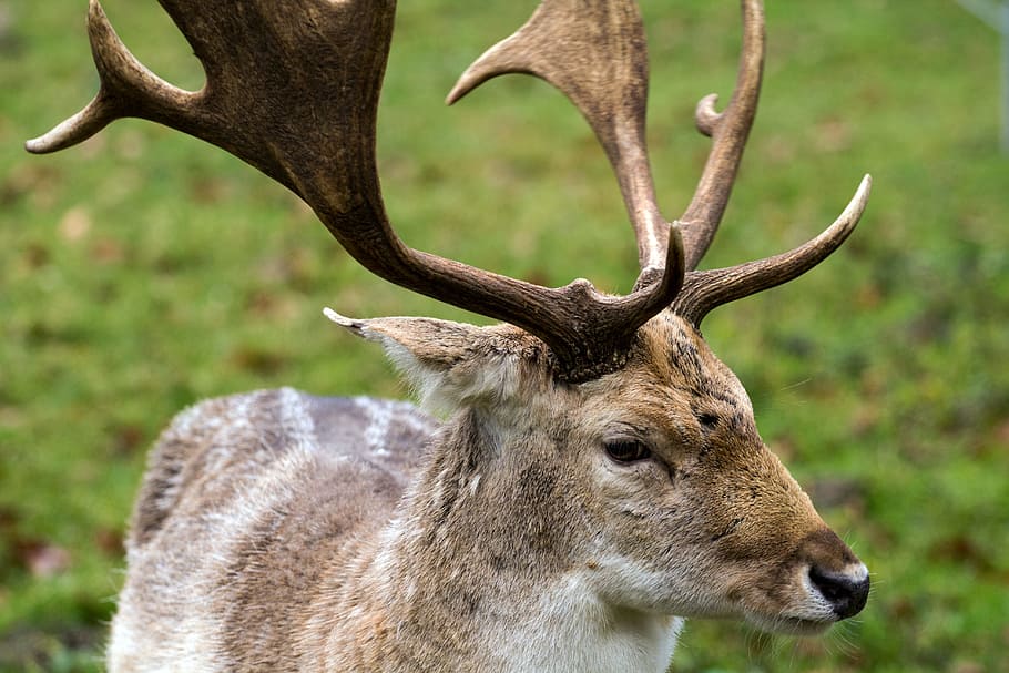 hirsch, fallow deer, forest, animal wildlife, animal themes HD wallpaper
