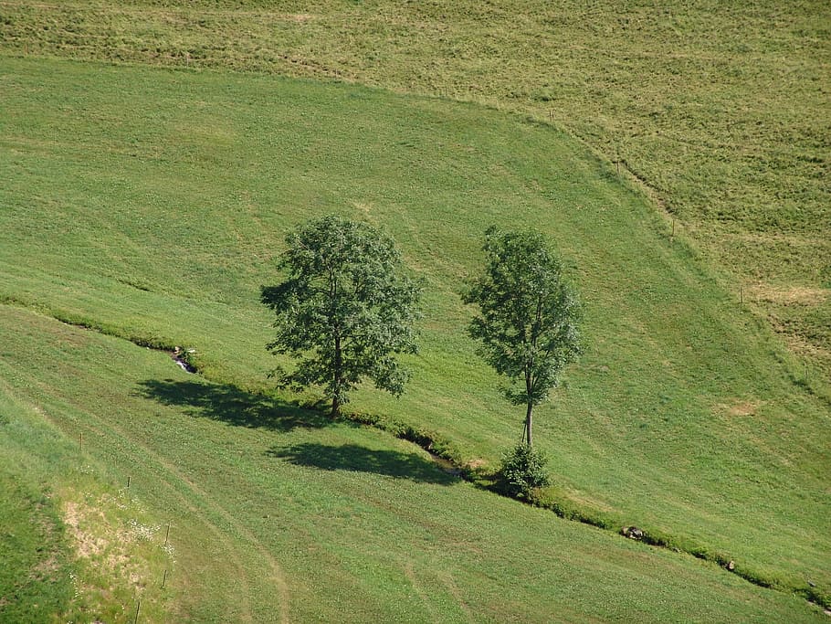 landscape, tree, meadow, plant, green color, environment, grass HD wallpaper