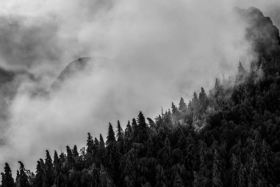 aerial view photography of green forest covered by fog, grayscale photo of clouds on mountain HD wallpaper