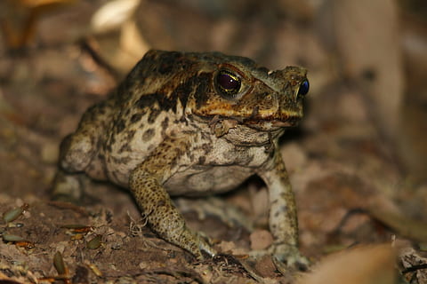toad, frog, cane toad, animal, amphibian, green, wildlife, tropical HD wallpaper