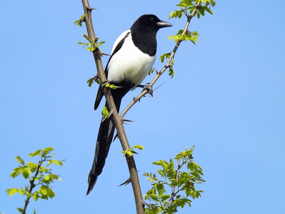 white and black bird sitting on brown branch, Birds, Magpie, Tree
