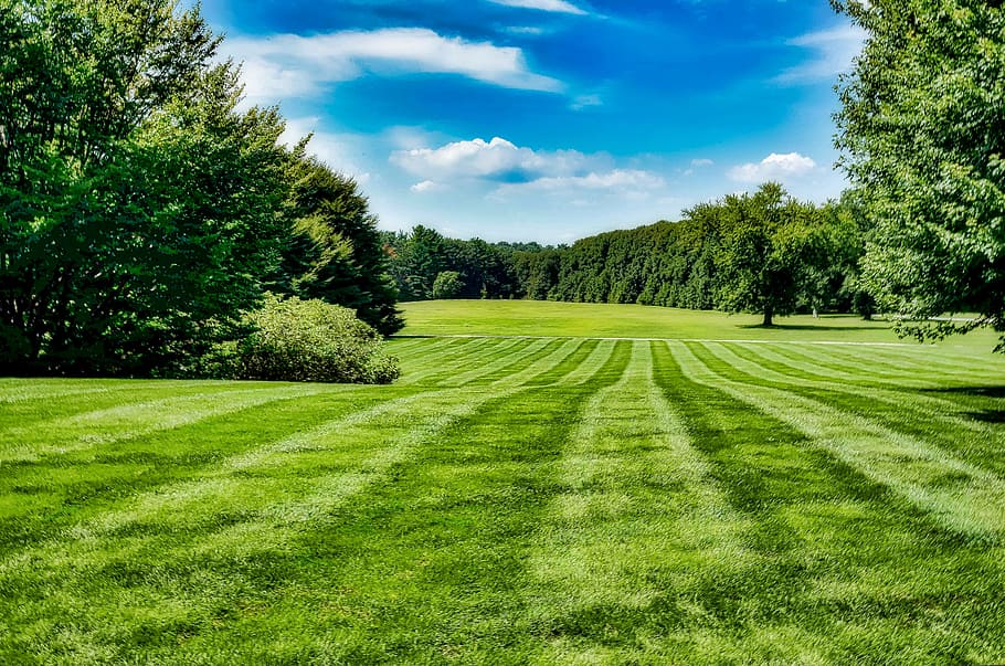 grass, nature, landscape, summer, lawn, plant, green color HD wallpaper