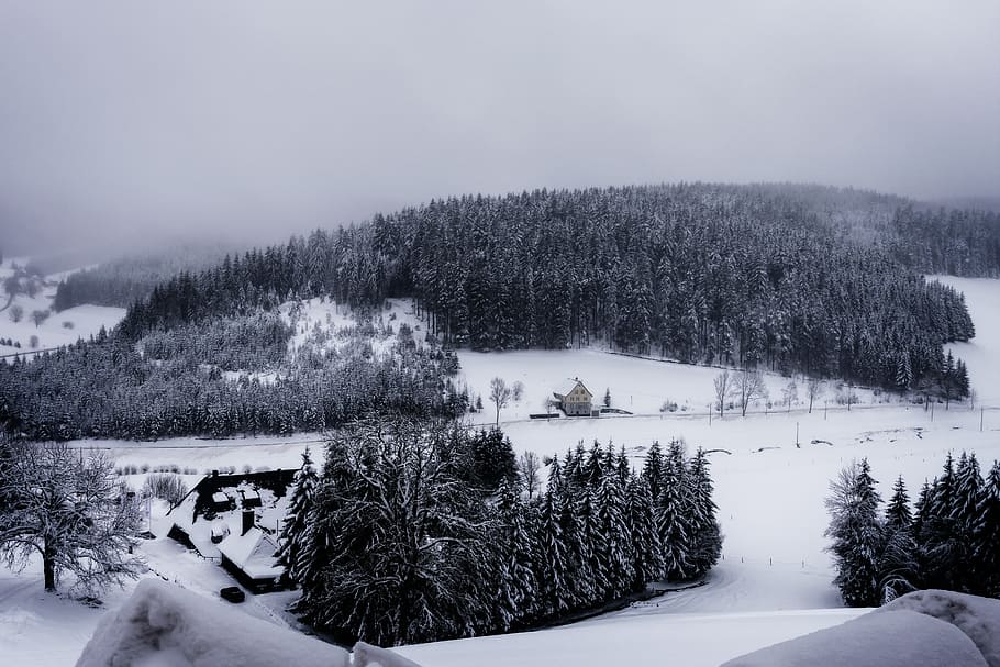 trees during winter], black forest, landscape, view, fog, trueb HD wallpaper