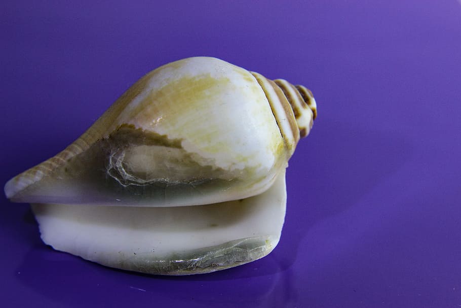 shellfish, invertebrate, snail, gastropod, sea, nature, closeup HD wallpaper