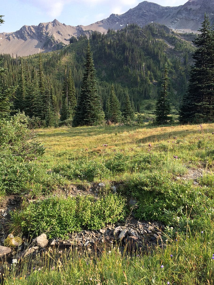 meadow, mountains, grass, environment, scenic, landscape, nature HD wallpaper