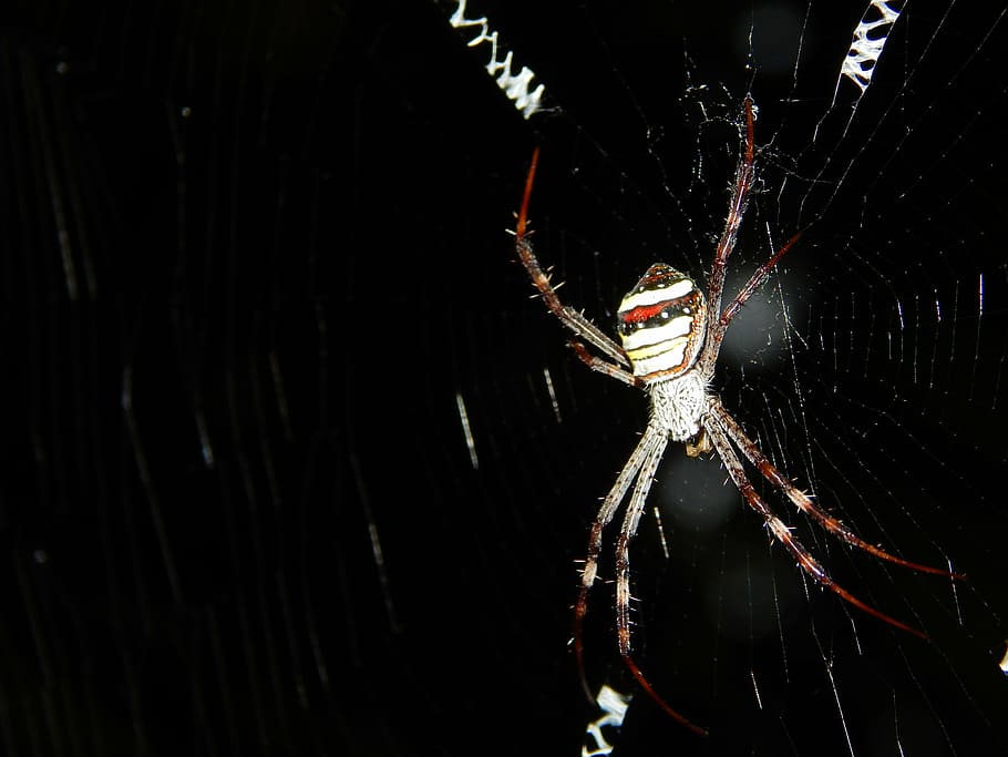 black, spider, wave, nature, insect, black background, arachnid HD wallpaper