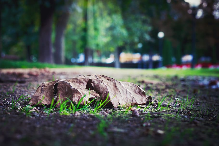 blur, close-up, daylight, dried leaf, environment, fallen leaves HD wallpaper