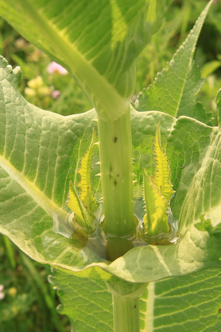 carnivorous, cup, dipsacus, fullonum, green, teasel, water HD wallpaper