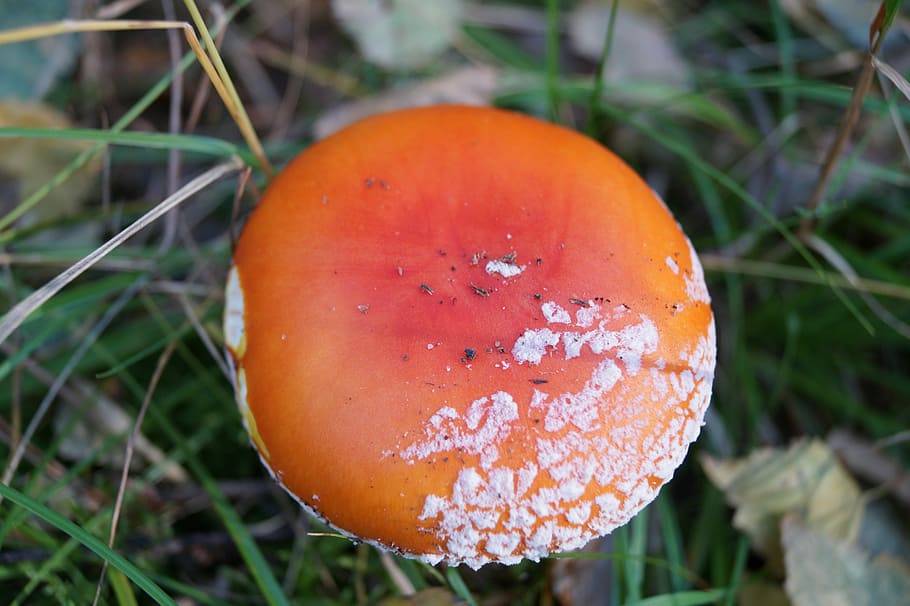 Fungus, Toxic, Macro, Mushrooms, orange color, close-up, grass HD wallpaper