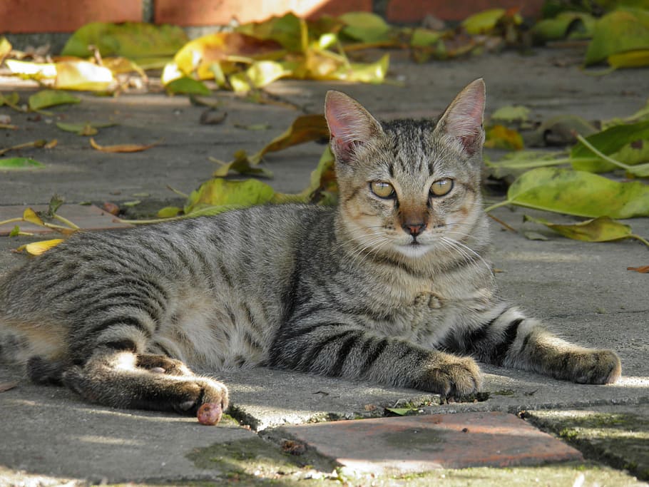 silver tabby cat lying on gray concrete floor, 宠物, animals HD wallpaper