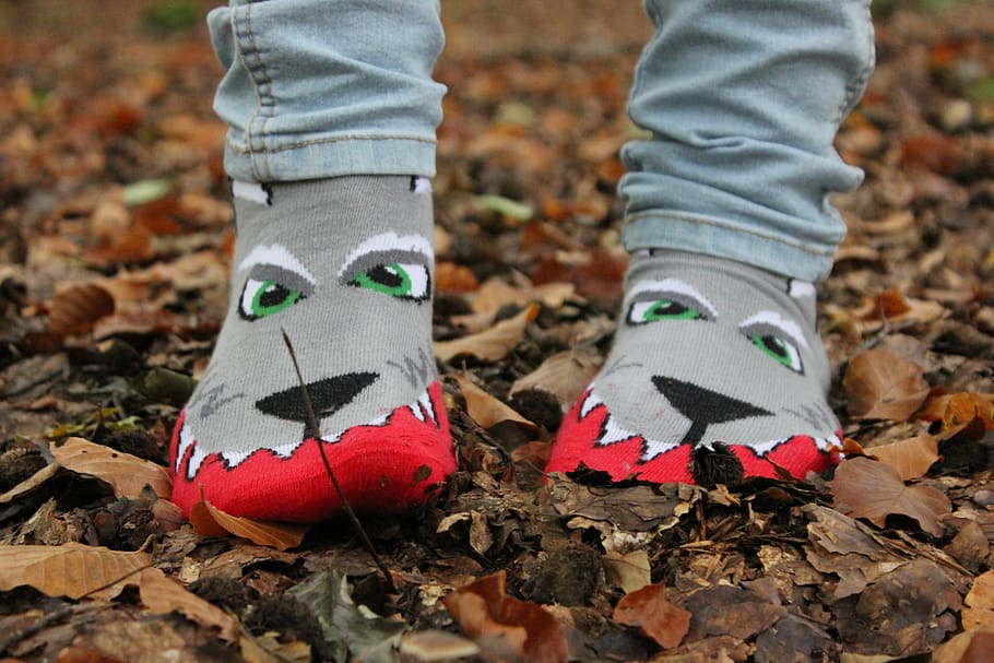 socks, autumn, wolf, color, body part, low section, human body part HD wallpaper