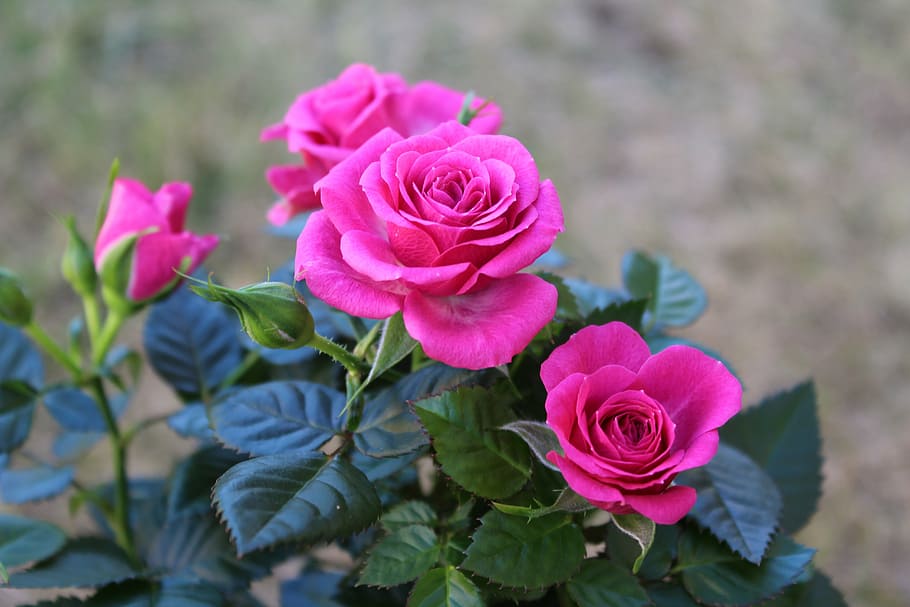 rose, pink, flower, bloom, petals, pink roses, nature, spring HD wallpaper