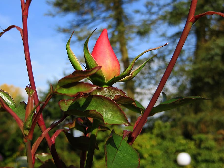 rosebud, red, flower, plant, shrub rose, garden, beautiful HD wallpaper
