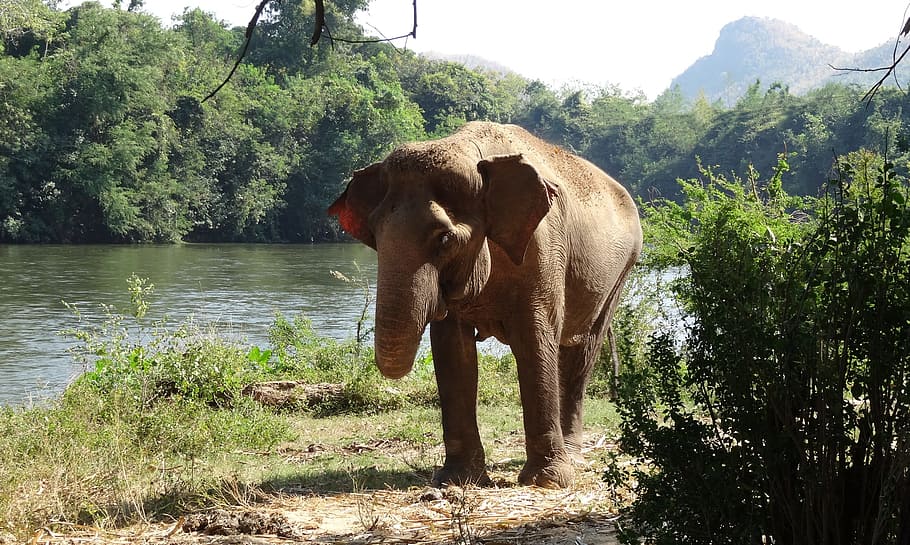 Pachyderm, Elephant, National Park, thailand, farm, proboscidea, HD wallpaper
