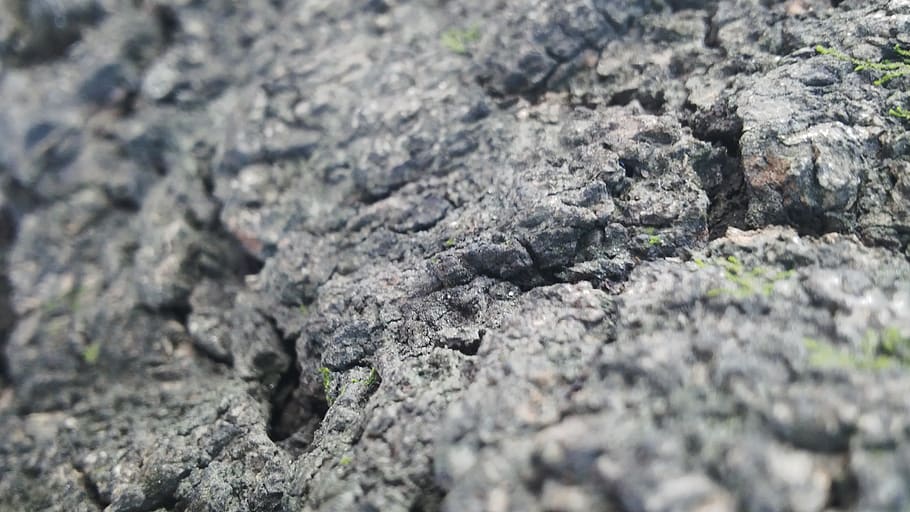 wood, bark, mountain, tree, cracks, tree bark texture, trees HD wallpaper
