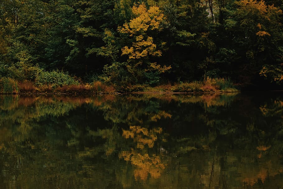 yellow and green forest landscape, yellow and green leaf trees with water reflection HD wallpaper