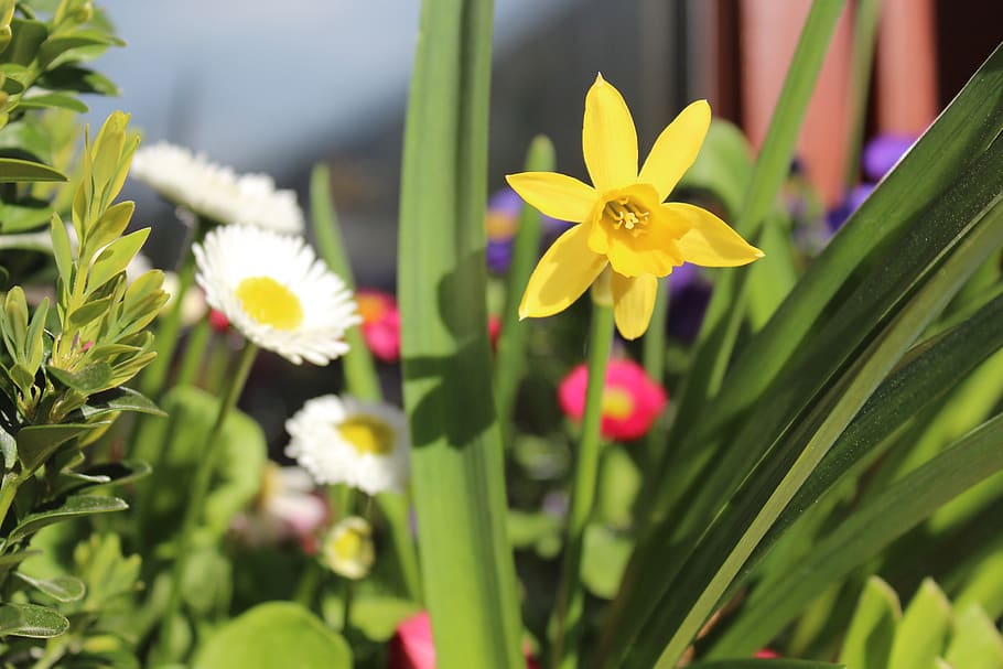 nature, flower, flora, leaf, summer, easter, season, garden HD wallpaper