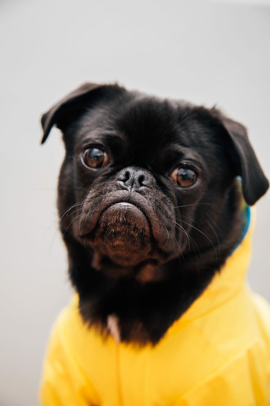 closeup photo of adult black pug wearing yellow shirt, shallow focus photography of adult pug