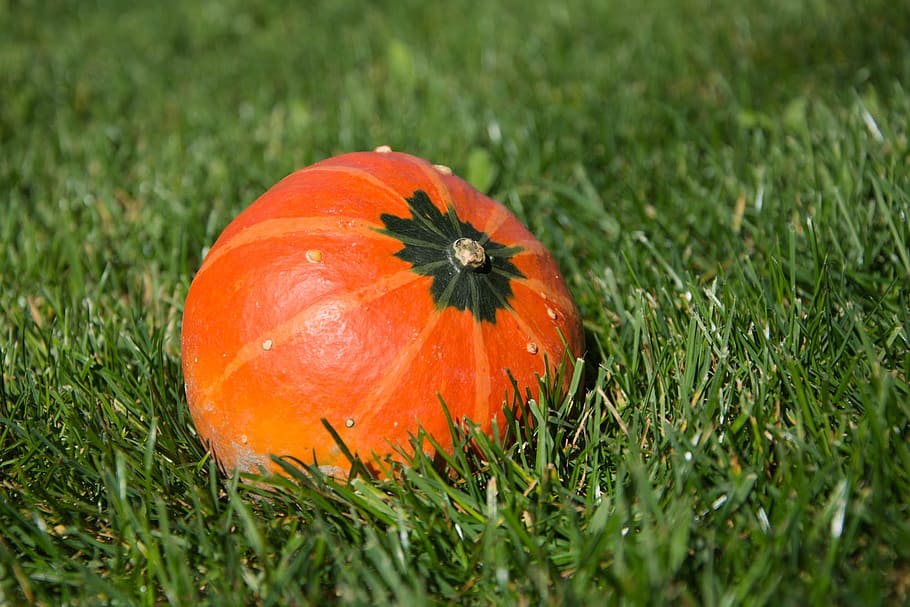 squash, fruit, fall, plant, grass, food and drink, orange color HD wallpaper