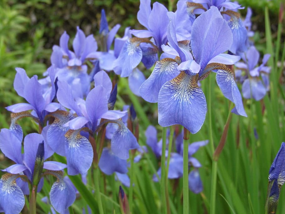 iris, blue, flower, flowering plant, beauty in nature, freshness HD wallpaper