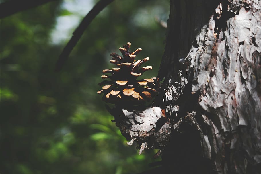 nature, pine cone, tree, focus on foreground, plant, no people HD wallpaper
