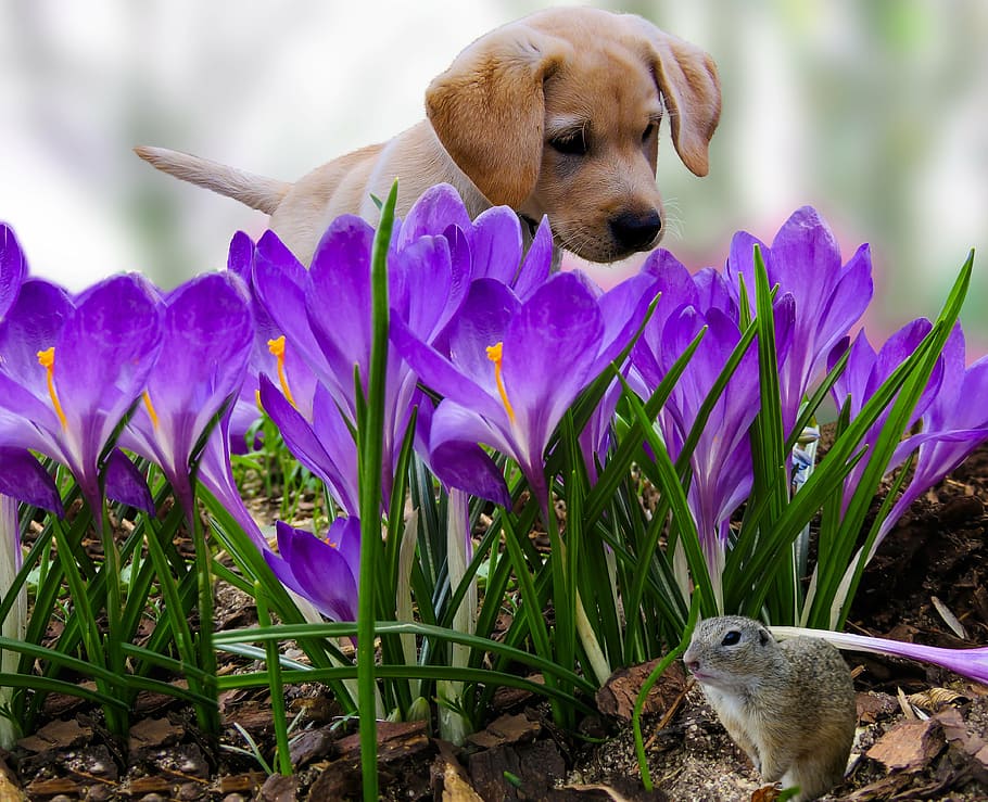 yellow Labrador retriever puppy and purple flower field at daytime, HD wallpaper