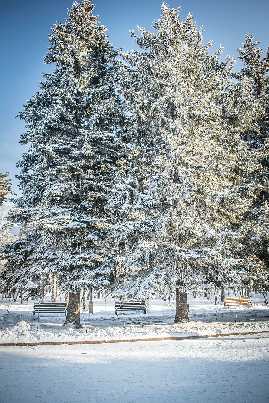 winter, snow, leann, tree, frozen, coldly, nature, landscape HD wallpaper