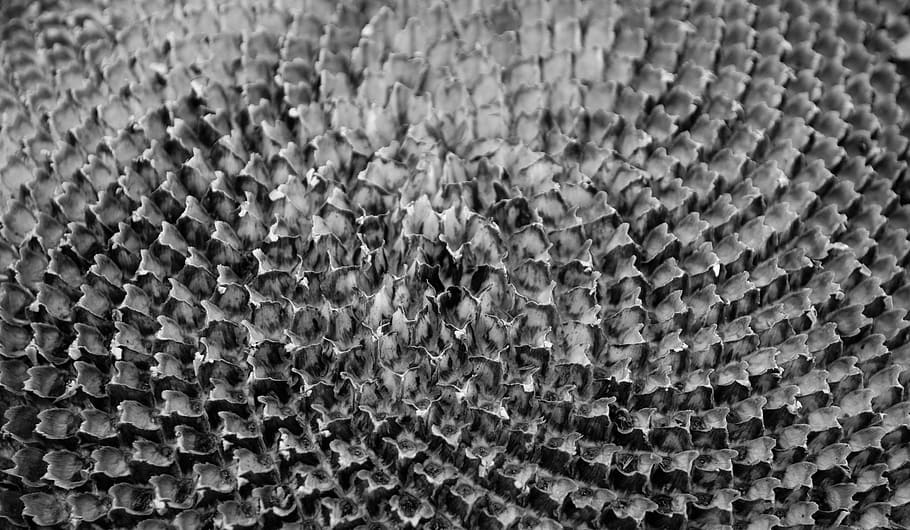 natural, texture, plant, backgrounds, full frame, pattern, close-up HD wallpaper