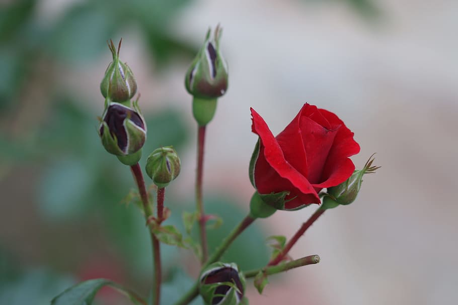 Flower, Red Rose, Macro, Garden, plant, nature, beautiful, close HD wallpaper
