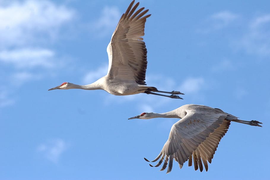 timelapse photography two white birds, sandhill cranes, wildlife