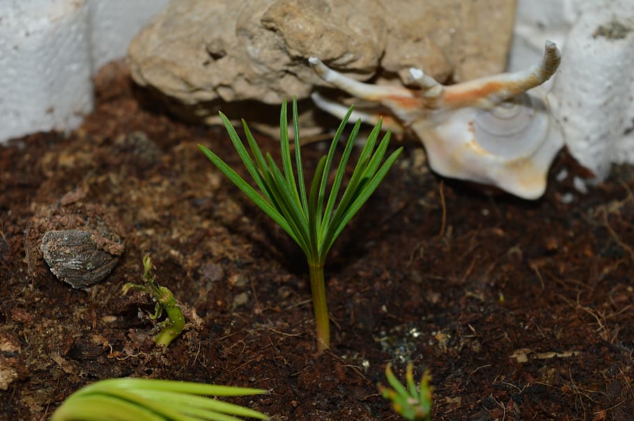 pine, tree, green, needles, sprout, cedar, earth, nature, dirt HD wallpaper