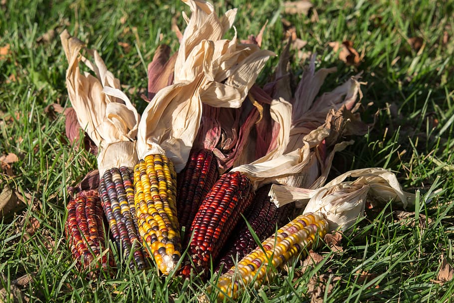 nature, food, fall, flora, agriculture, corn, plant, day, no people HD wallpaper