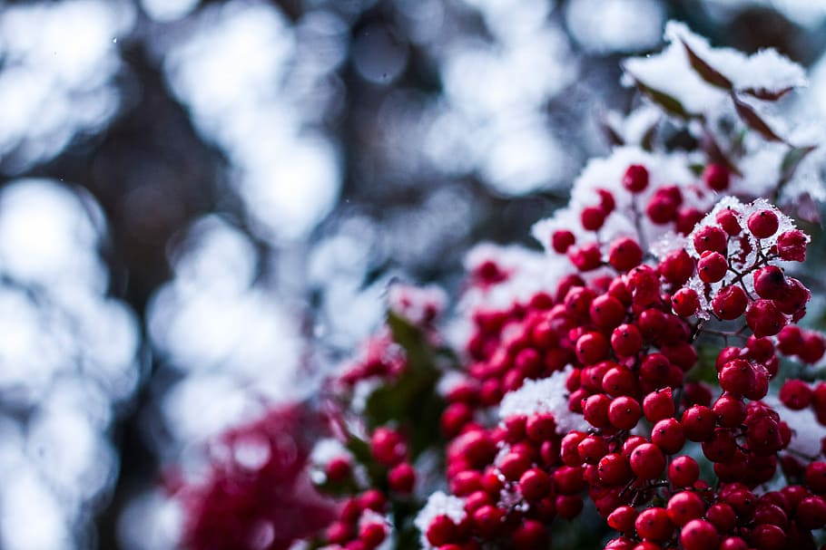 selective focus photography of round red fruit lot, berries HD wallpaper