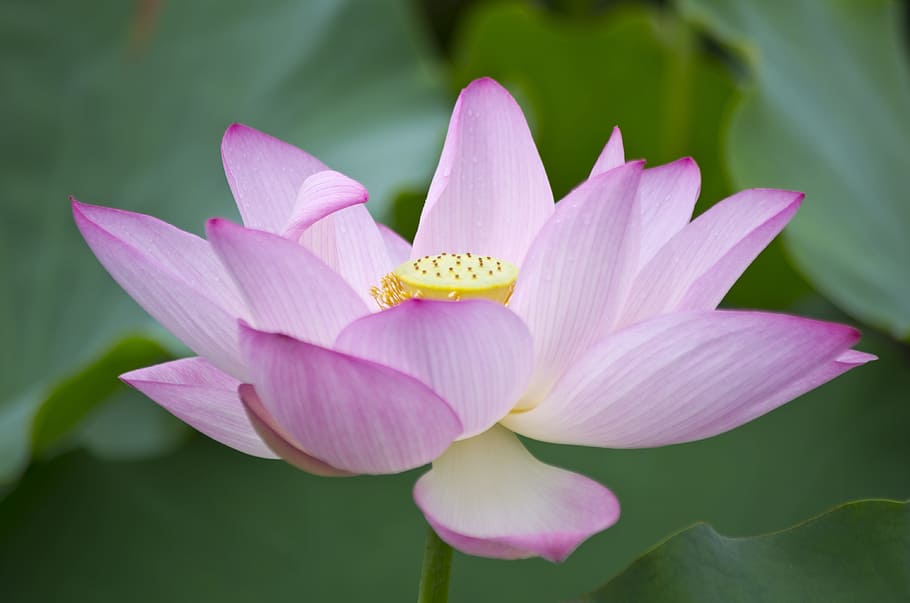Lotus, White, Nice, flower, petal, freshness, nature, fragility HD wallpaper