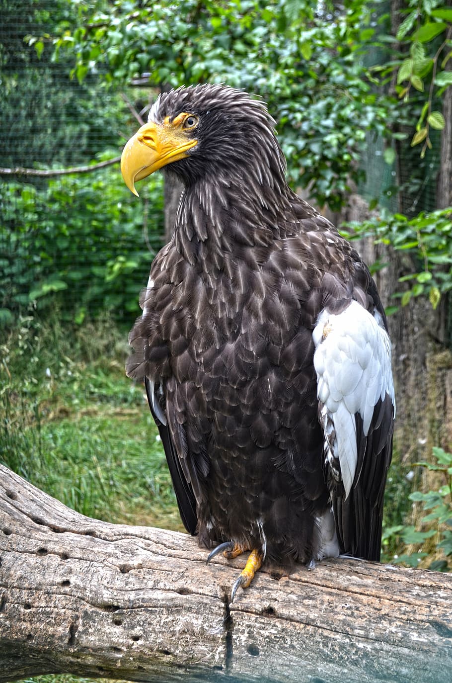 eagle, nature, predator, bird, sitting, animal, wildlife, bird of Prey HD wallpaper