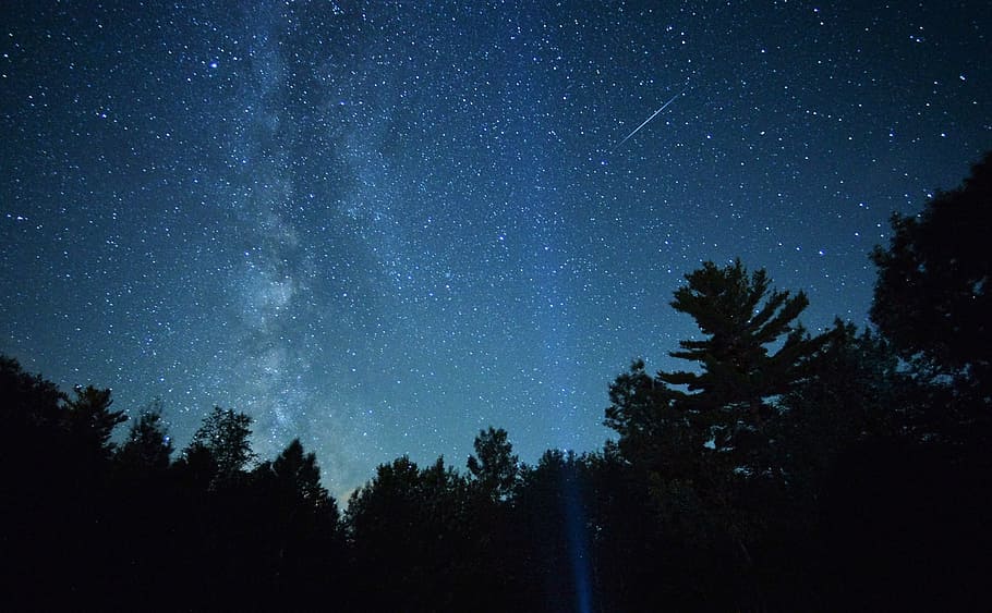 milky, way, treetops, star - space, astronomy, night, plant HD wallpaper