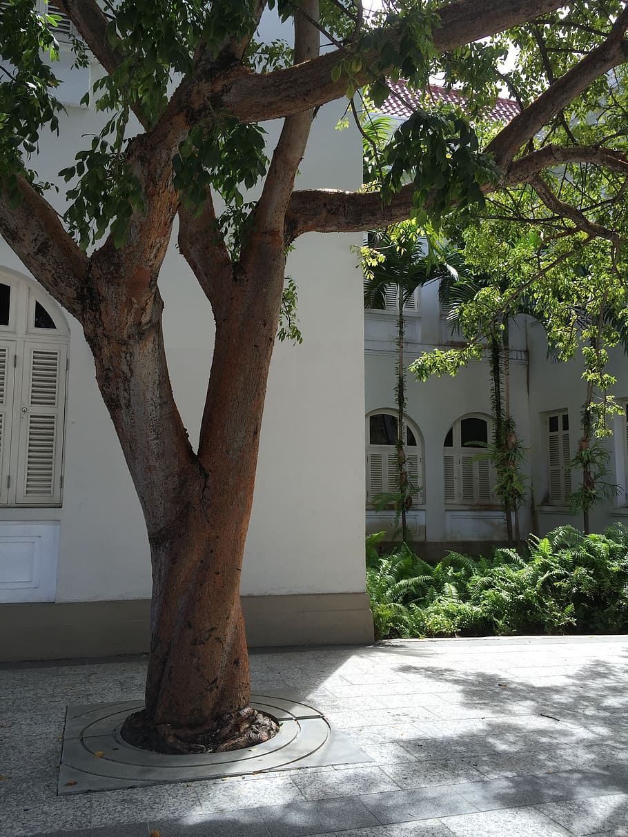 tree, building, daylight, architecture, house, city, town, design HD wallpaper