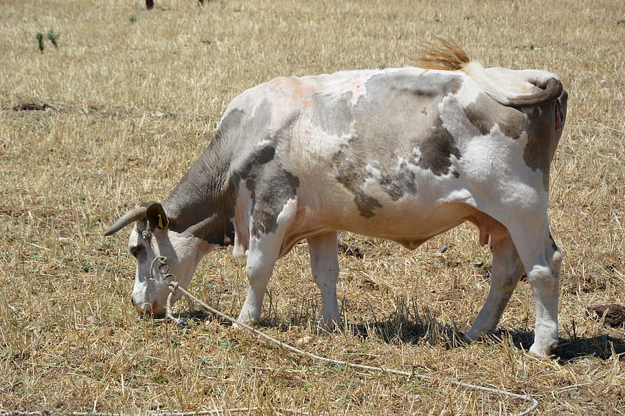 cow, pasture, beef, graze, animal, animal themes, mammal, livestock HD wallpaper