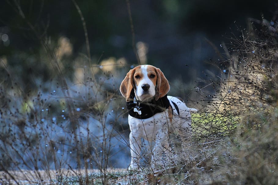 Pet, Animal, Puppy, Beagle, Mammals, Dog, cute, look, loving HD wallpaper