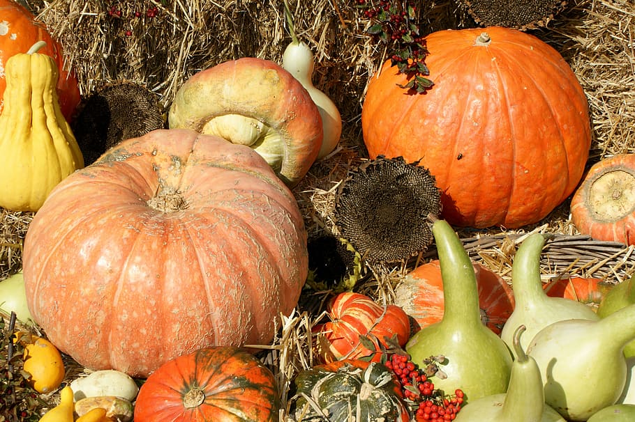 pumpkins, harvest, thanksgiving, vegetables, fruits, autumn HD wallpaper