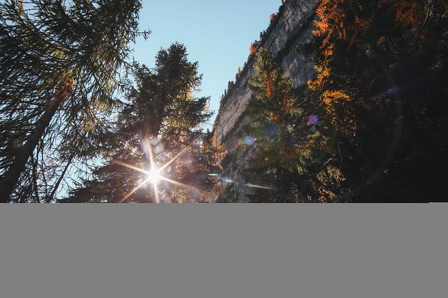 green leafed pine trees, trees beside cliff, light, sun, mountain HD wallpaper